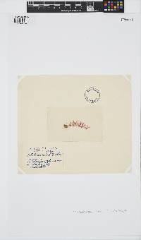 Rhodochorton purpureum image