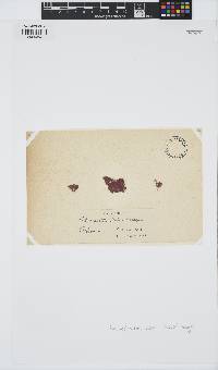 Rhodochorton purpureum image