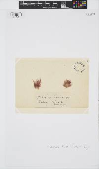 Rhodothamniella floridula image