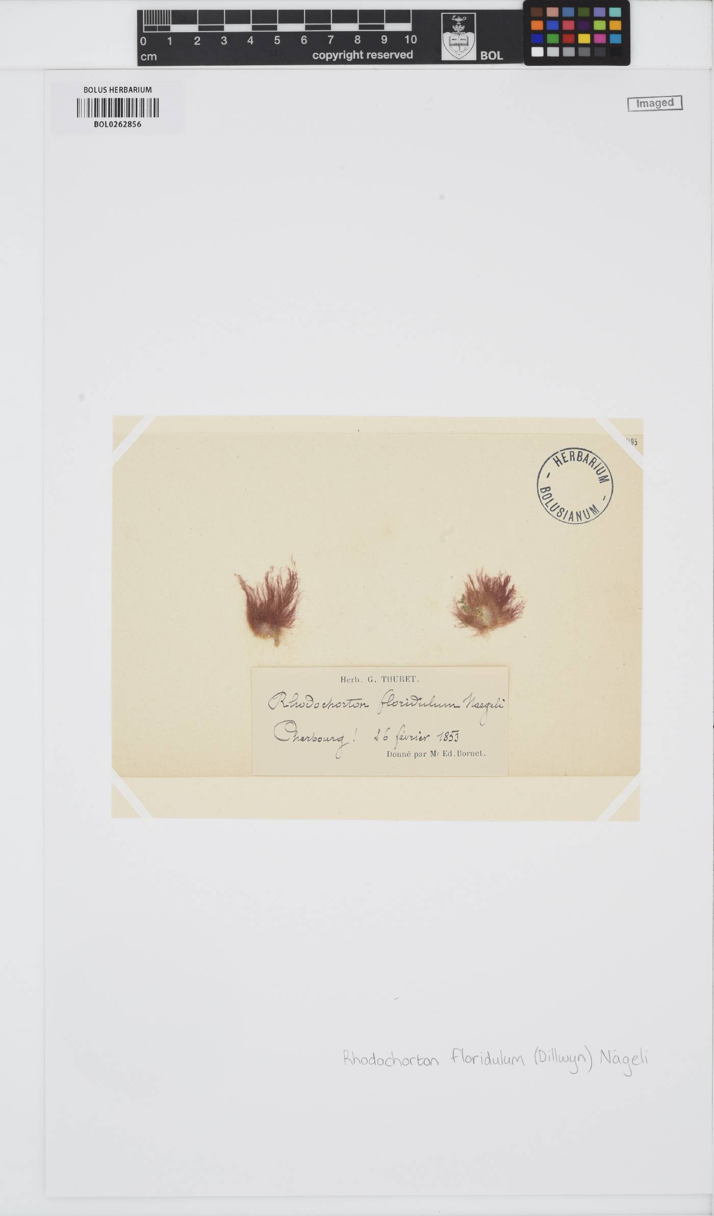 Rhodothamniellaceae image