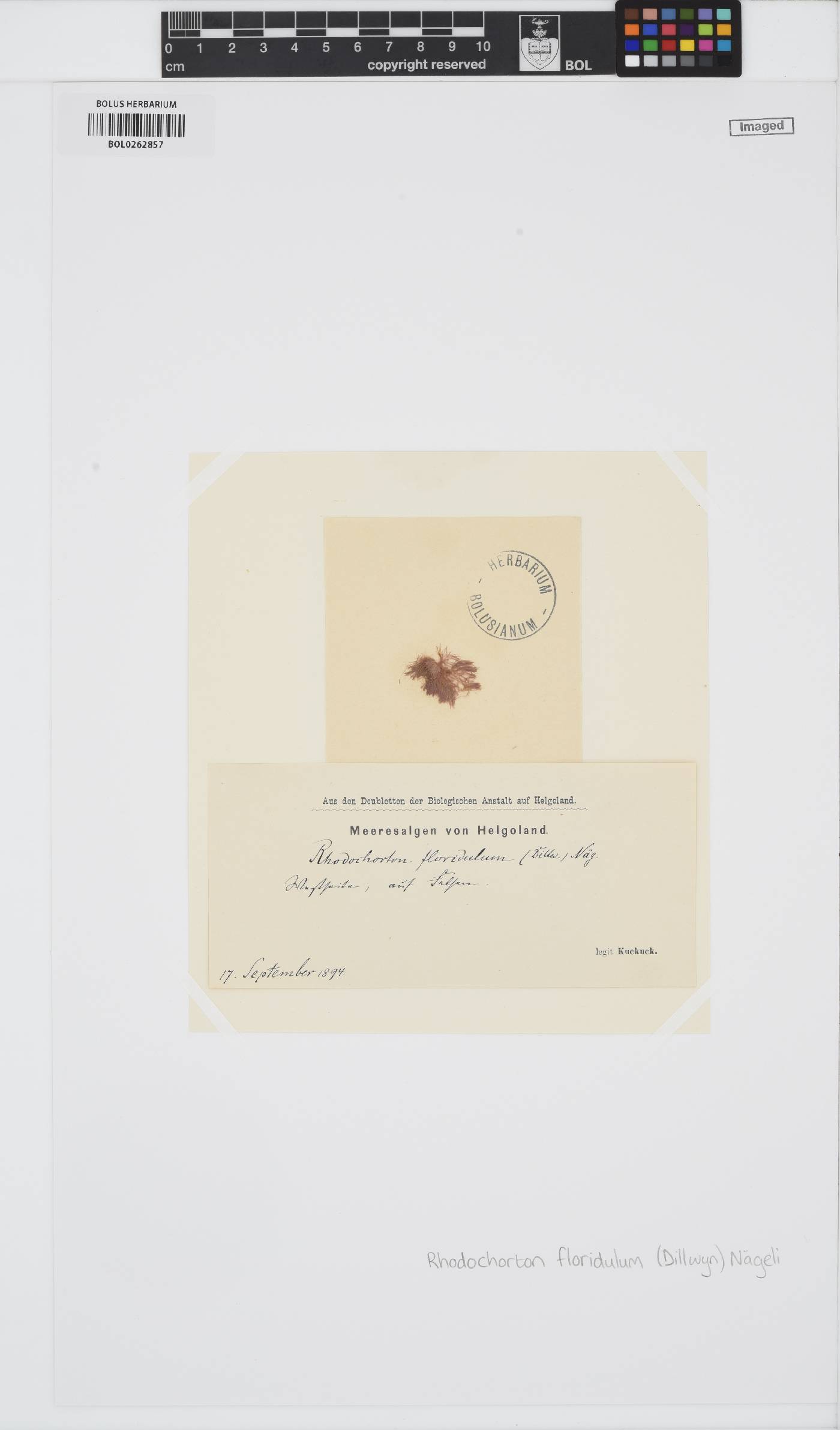 Rhodothamniella floridula image