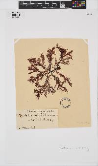 Image of Rhabdonia verticellata