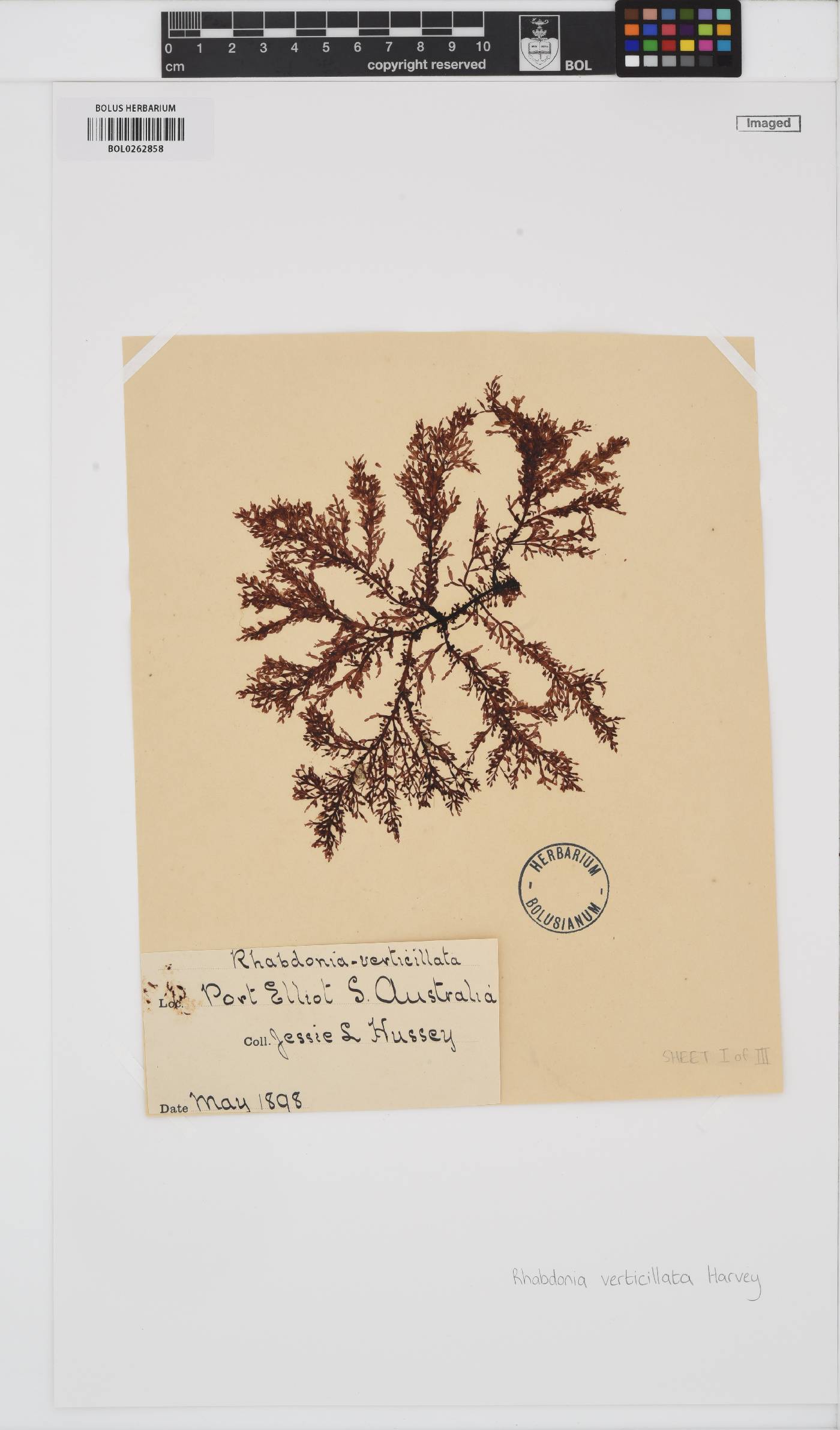 Rhabdonia verticellata image
