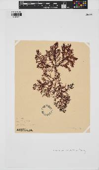 Rhabdonia verticellata image