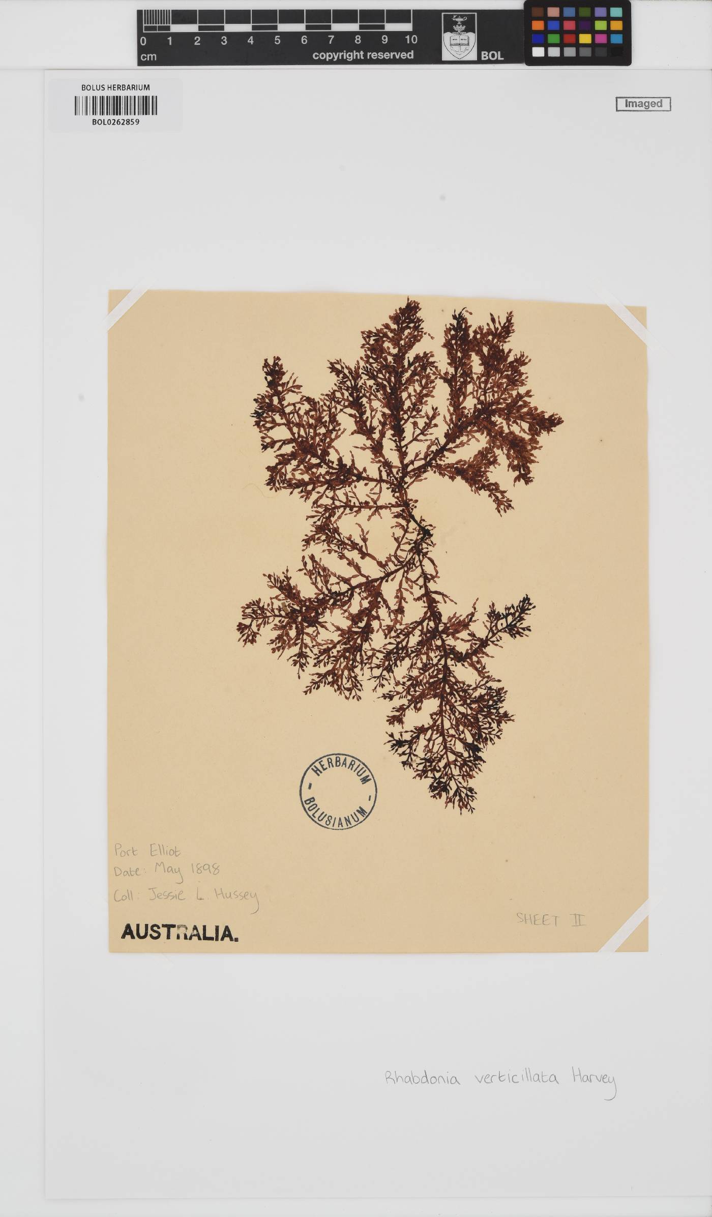 Rhabdonia verticellata image
