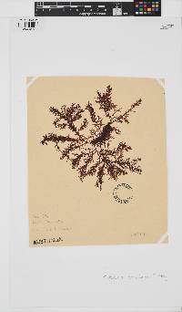 Rhabdonia verticellata image