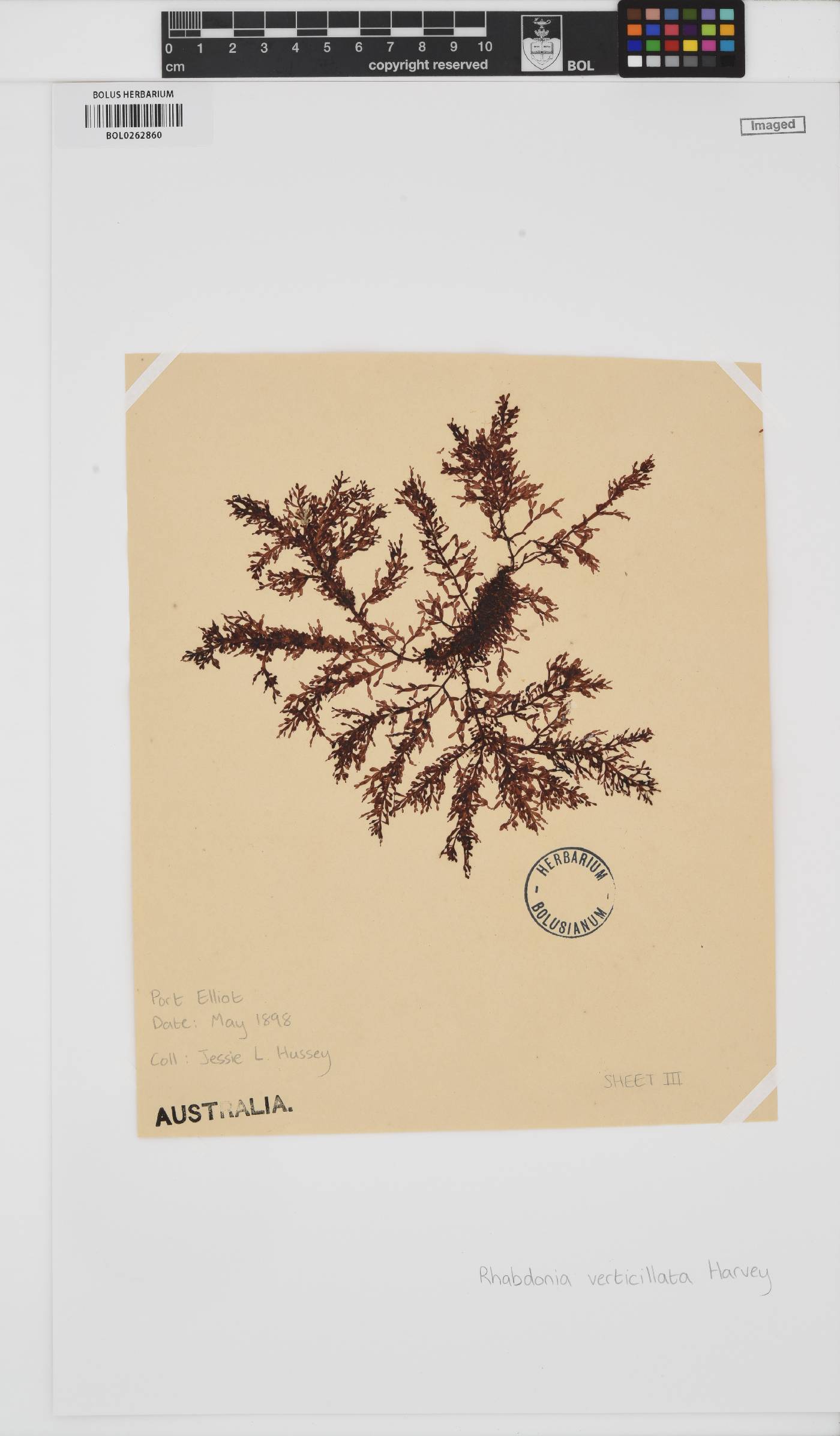 Rhabdonia verticellata image