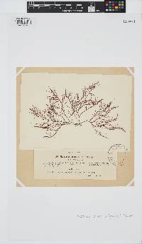 Agardhiella subulata image