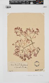 Rhabdonia coccinea image