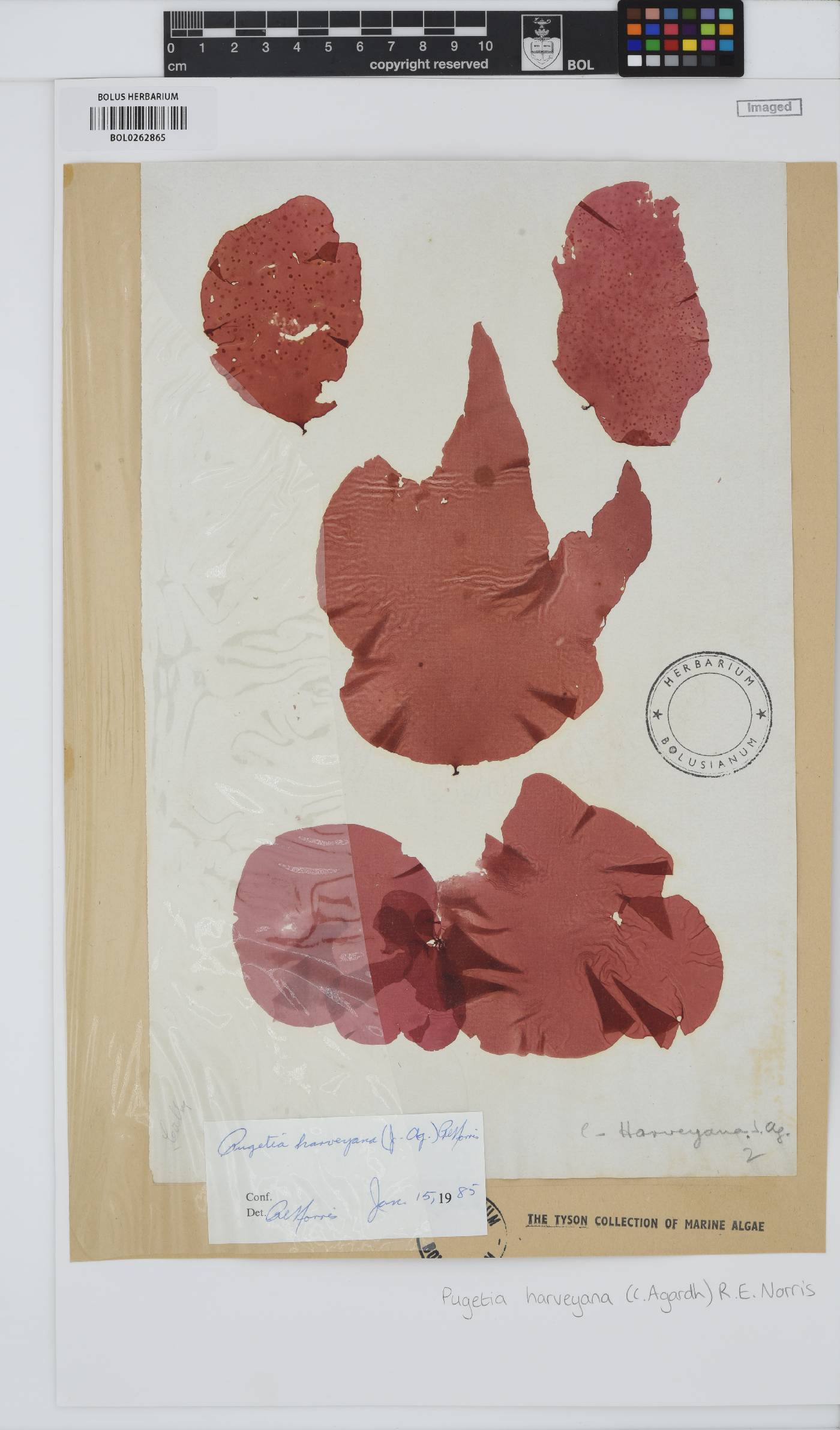 Polycoelia harveyana image