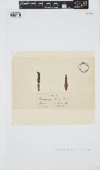 Ptilothamnion pluma image