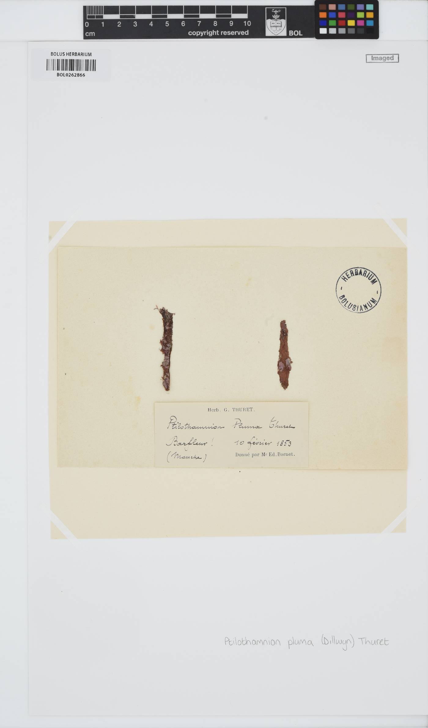 Ptilothamnion image