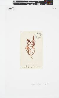 Euptilota articulata image