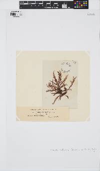 Ptilota densa image