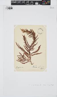Ptilota densa image