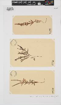 Ptilota densa image