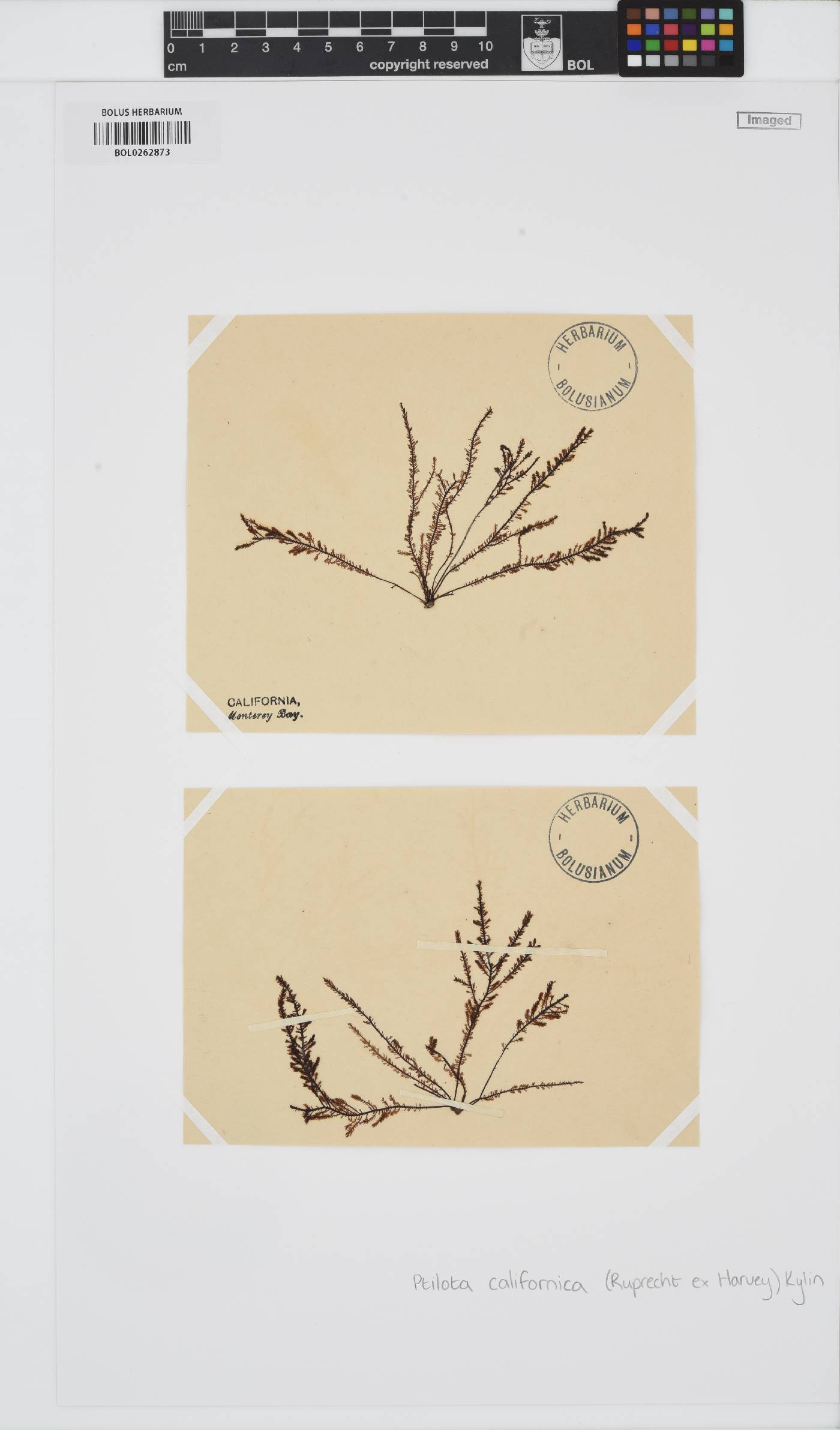 Ptilota densa image