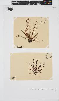 Ptilota densa image