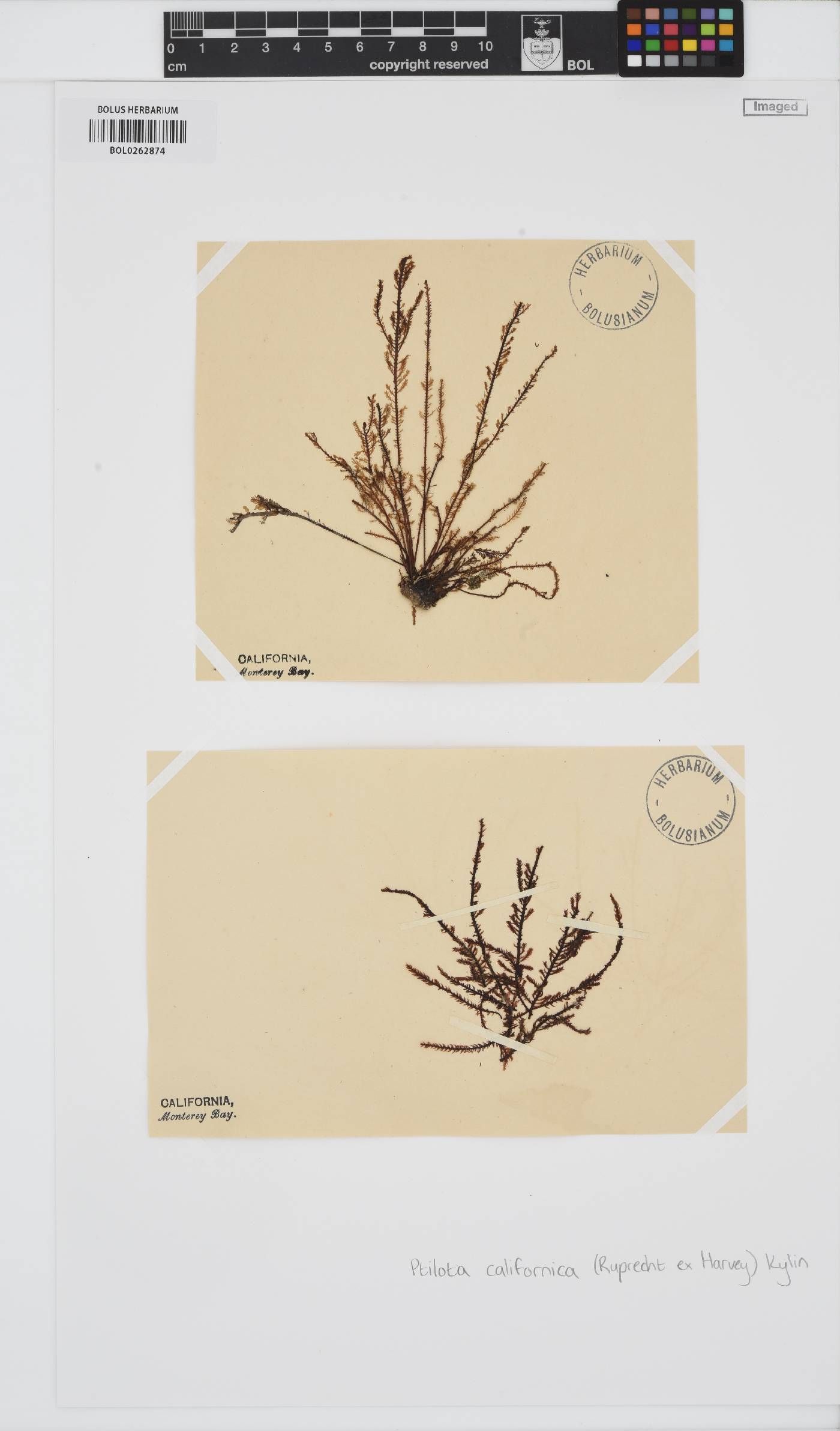 Ptilota densa image