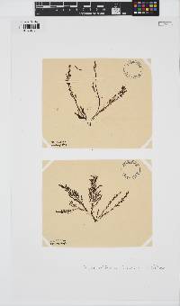 Ptilota densa image