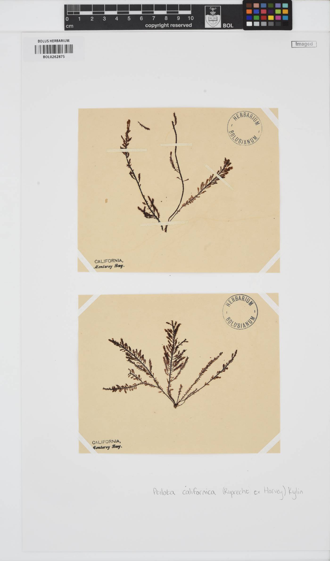 Ptilota densa image