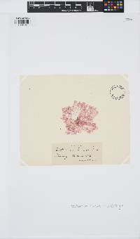 Pterothamnion plumula image