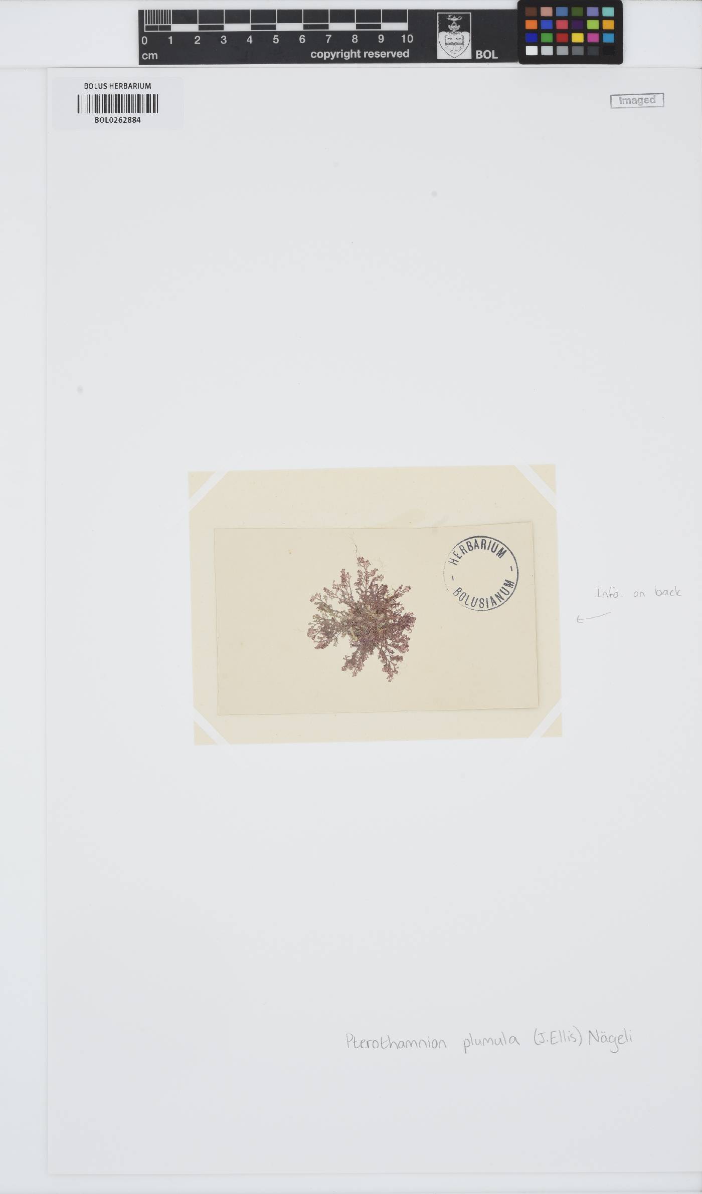 Pterothamnion plumula image
