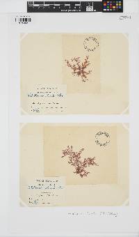 Pterothamnion plumula image