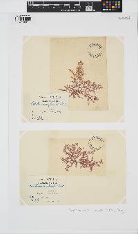 Pterothamnion plumula image