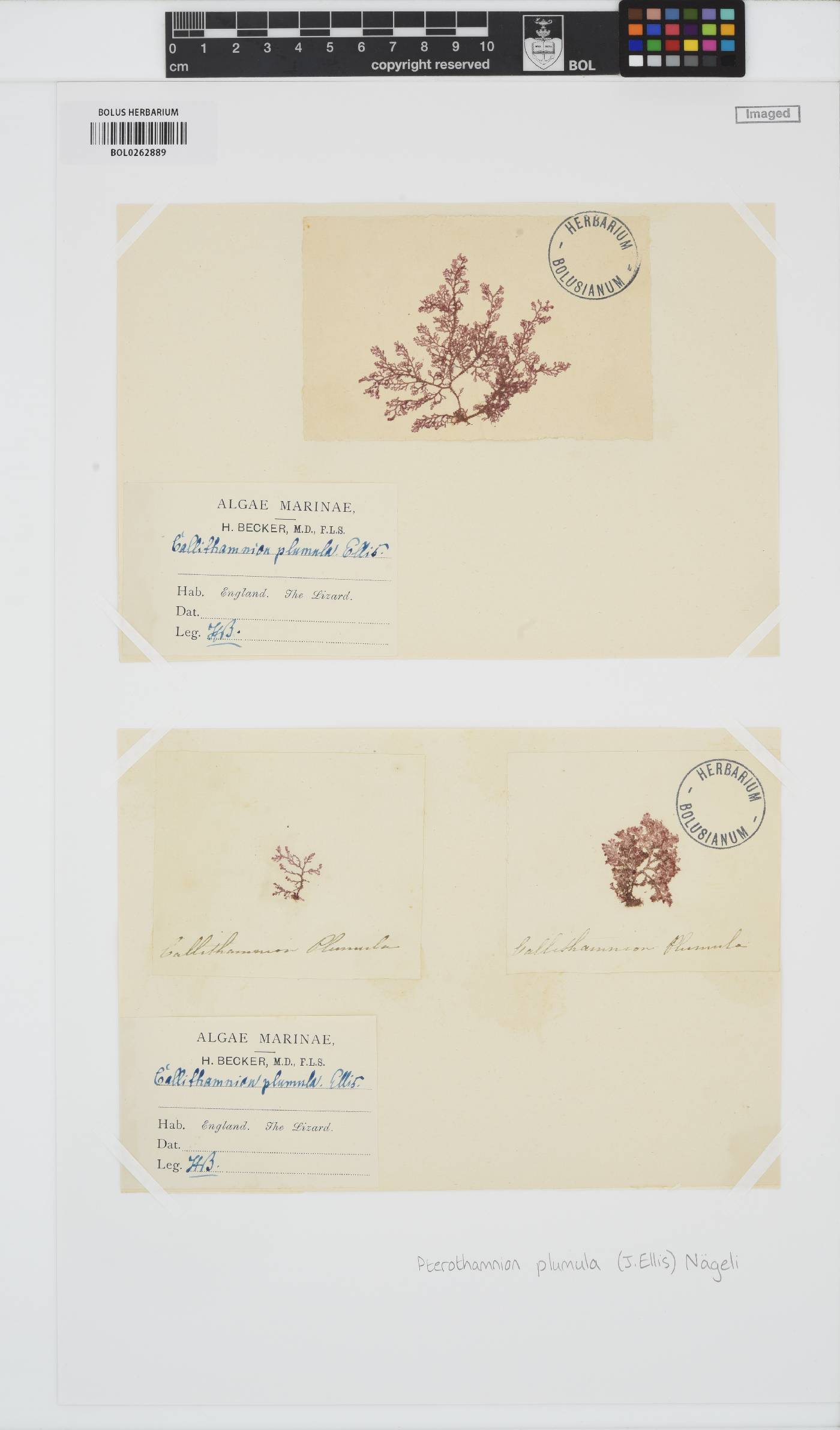 Pterothamnion plumula image