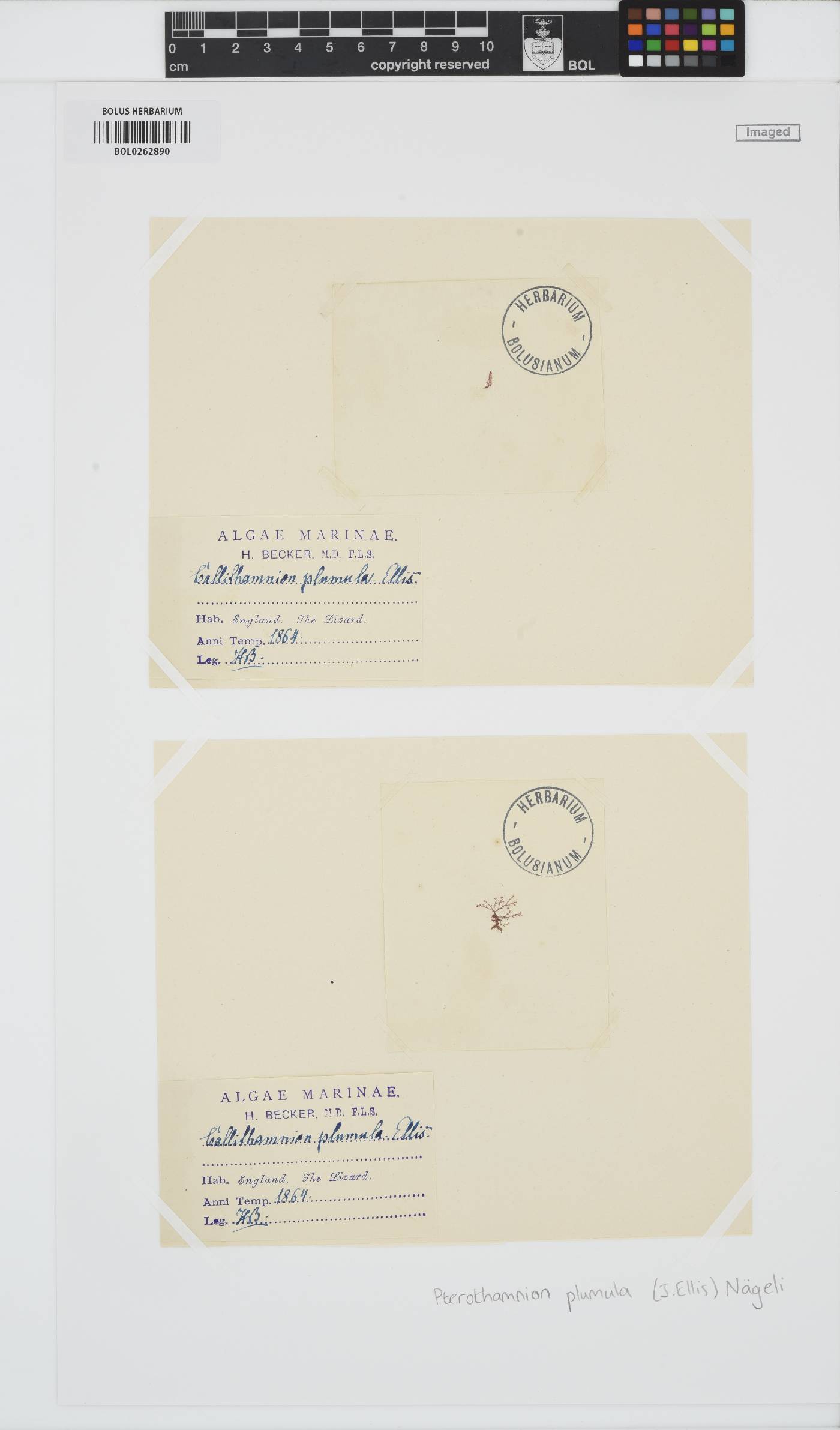 Pterothamnion plumula image