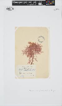 Pterothamnion plumula image