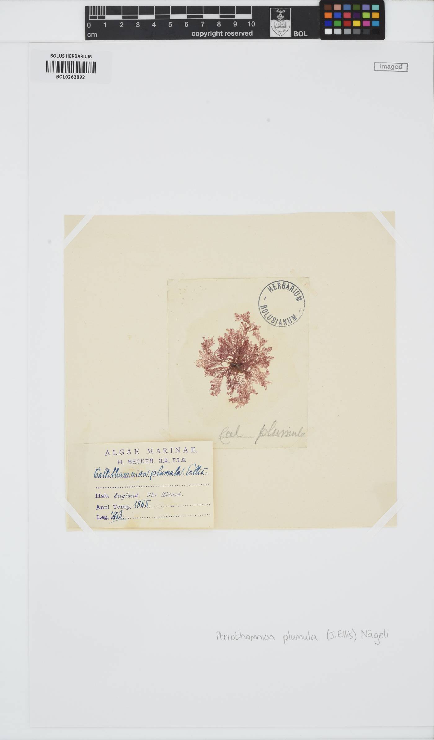 Pterothamnion image