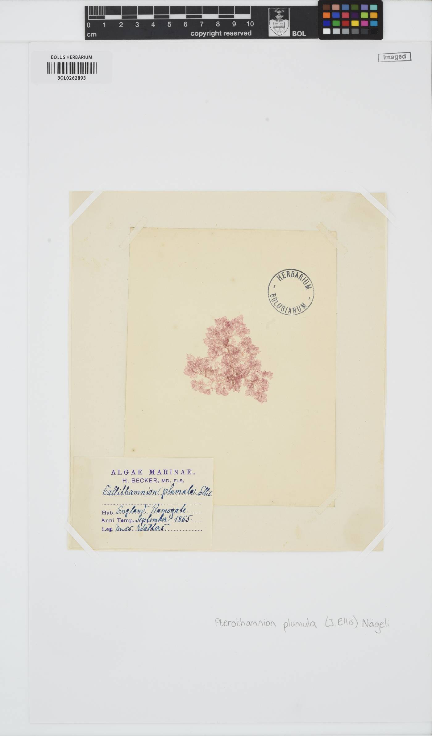 Pterothamnion plumula image