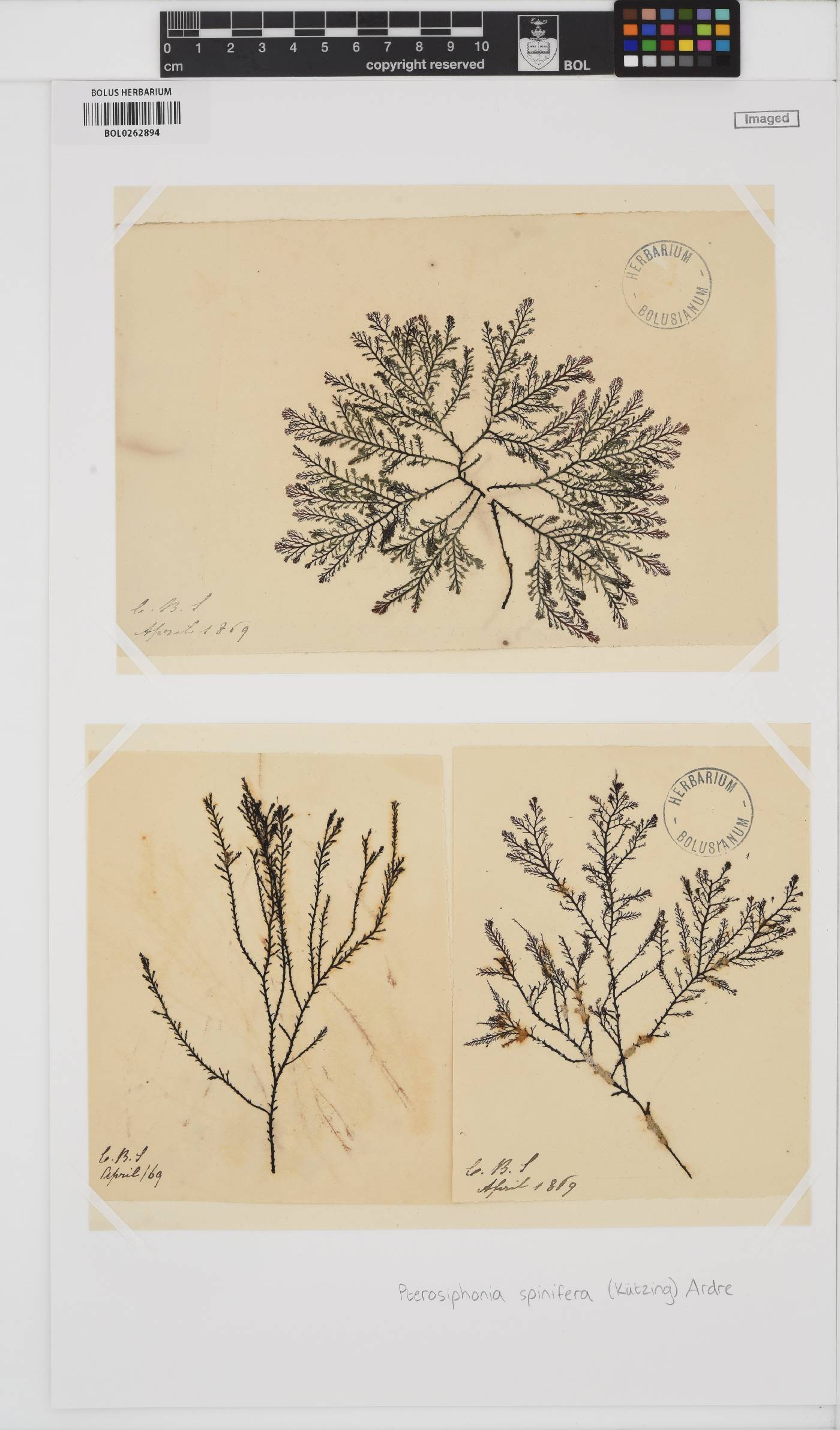 Symphyocladiella spinifera image