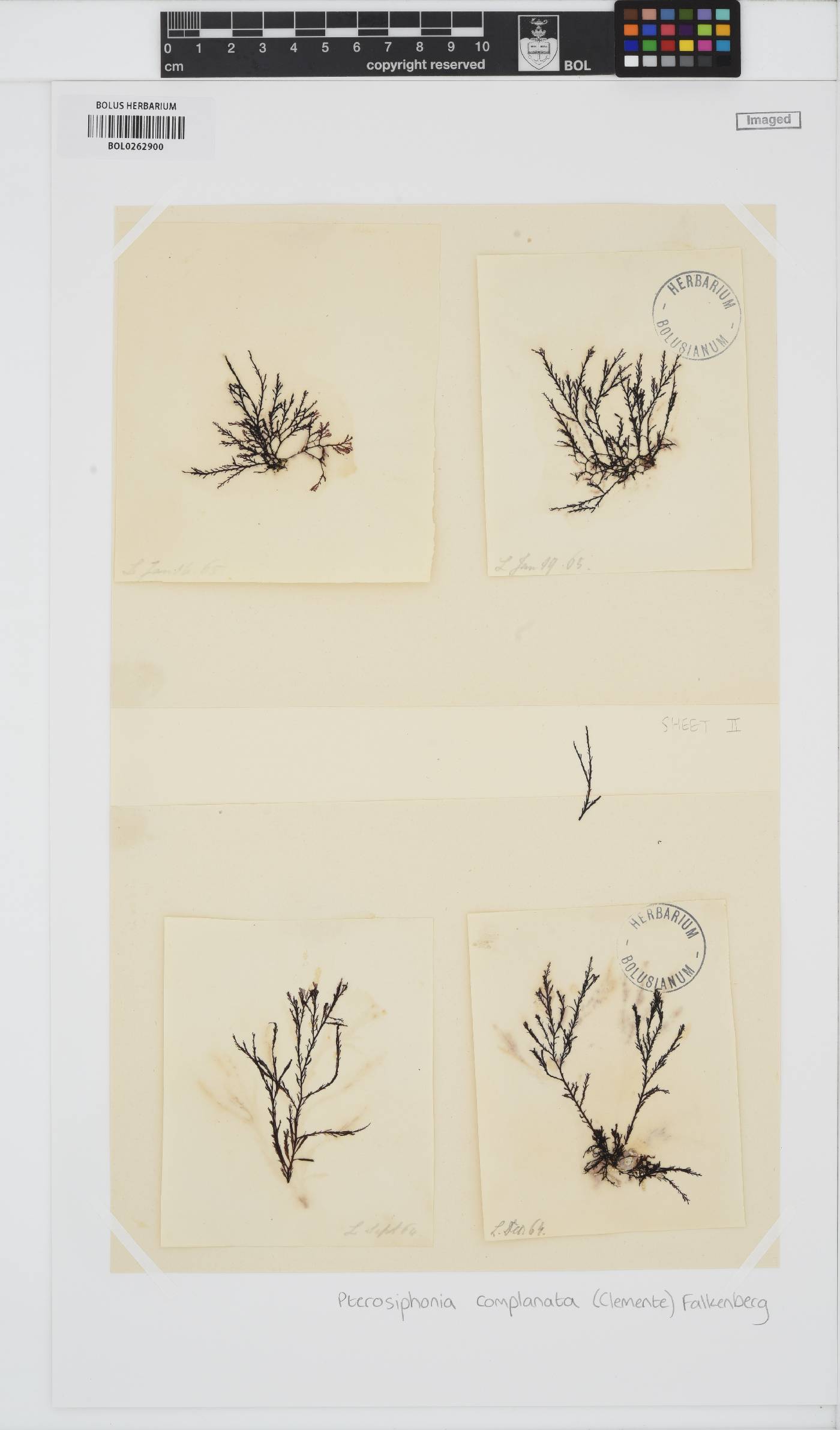 Pterosiphonia image