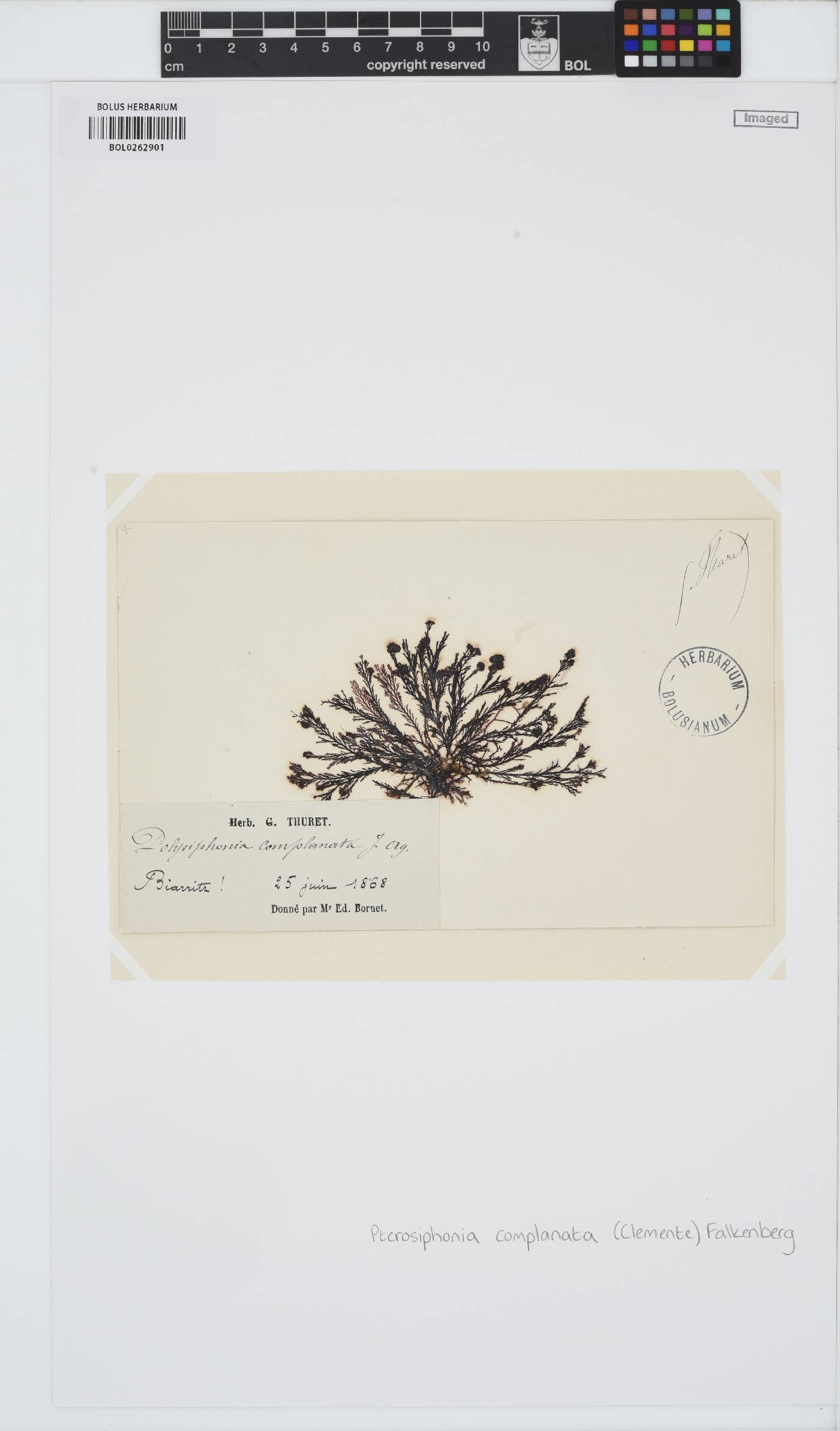 Pterosiphonia complanata image
