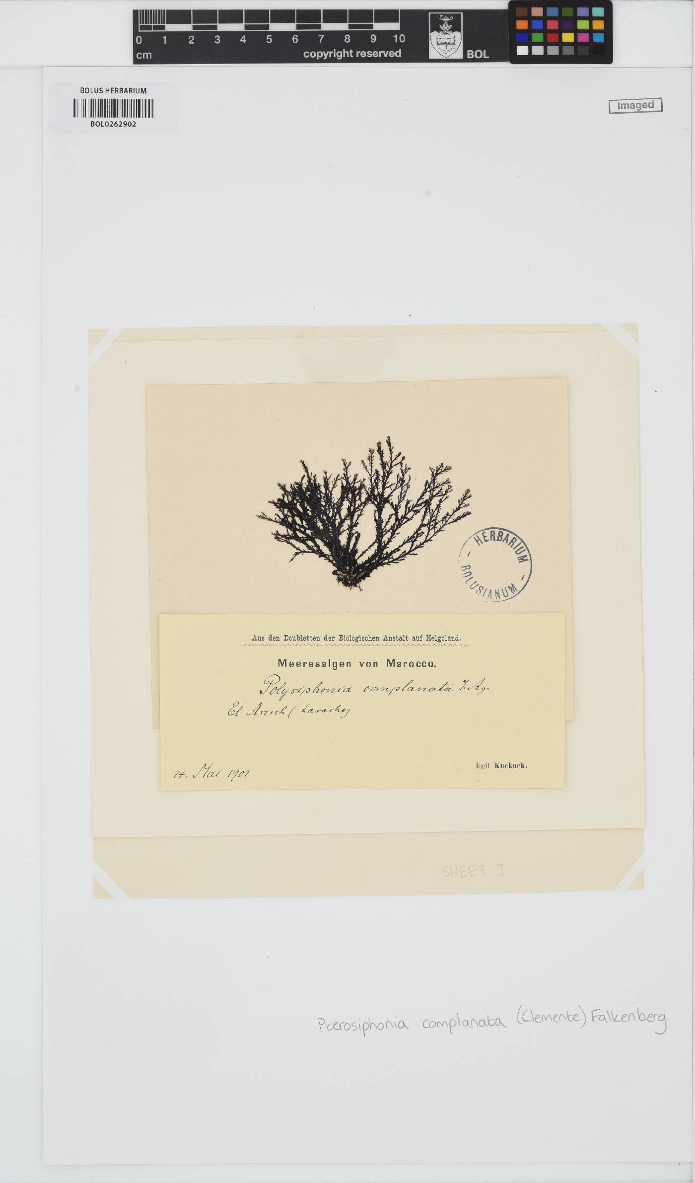Pterosiphonia complanata image