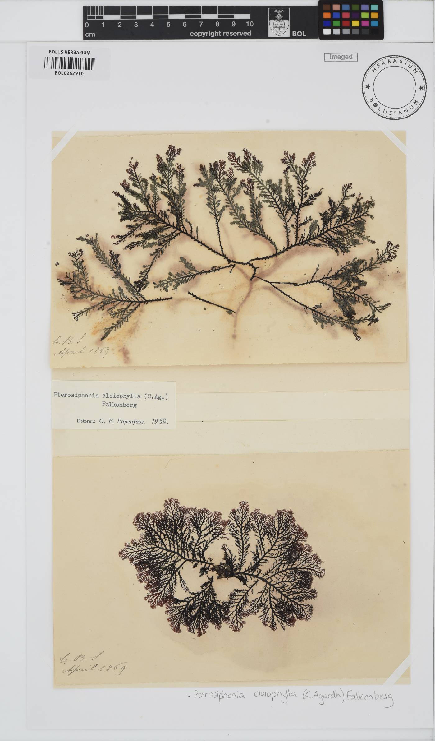 Pterosiphonia cloiophylla image