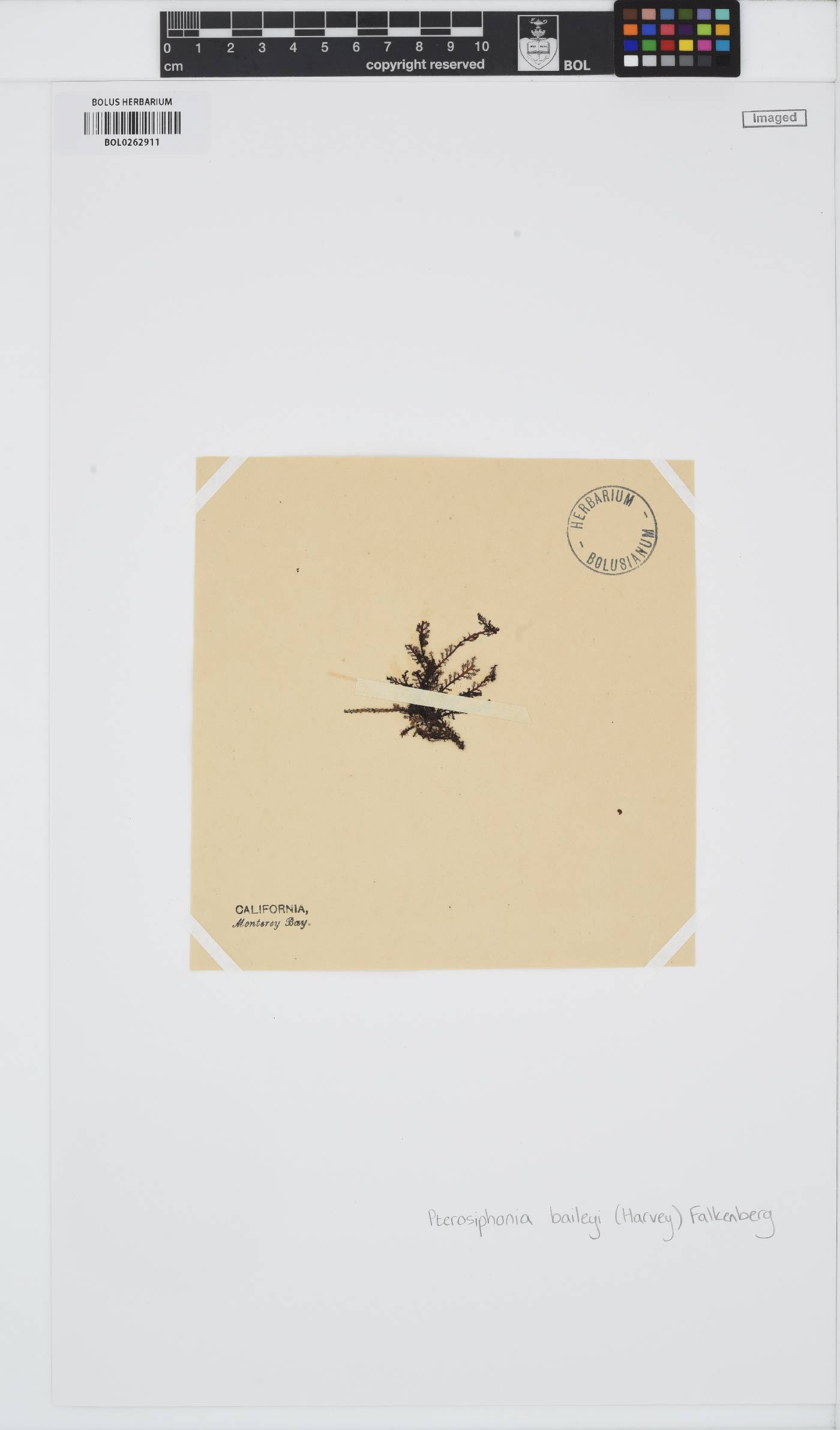 Symphyocladiella baileyi image