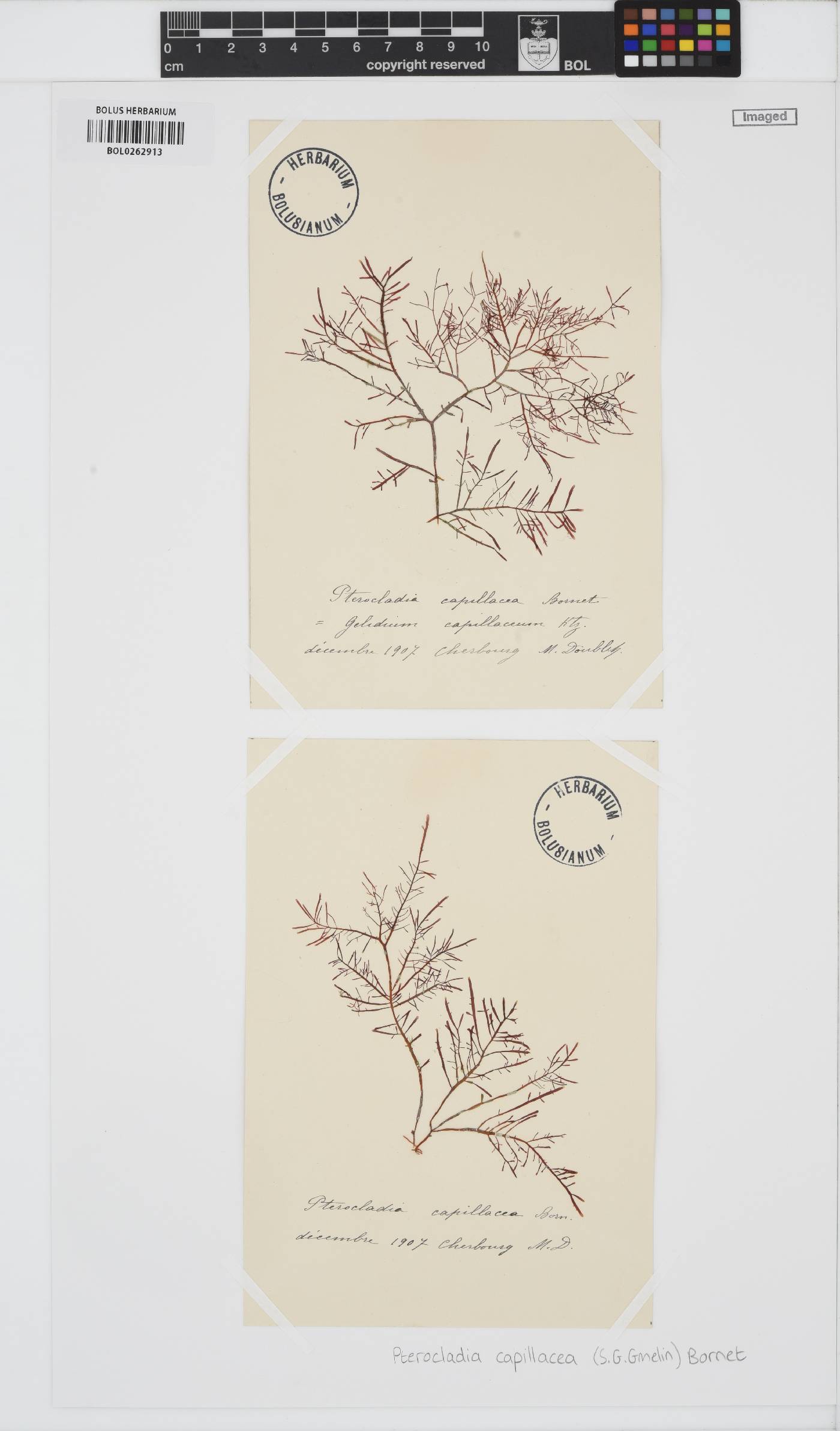 Pterocladiella capillacea image