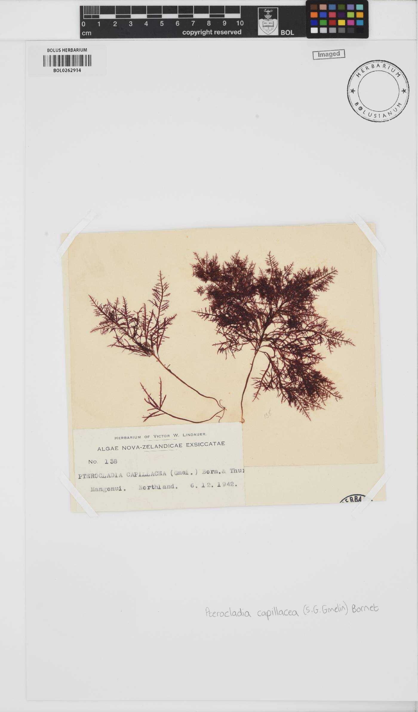 Pterocladiella capillacea image