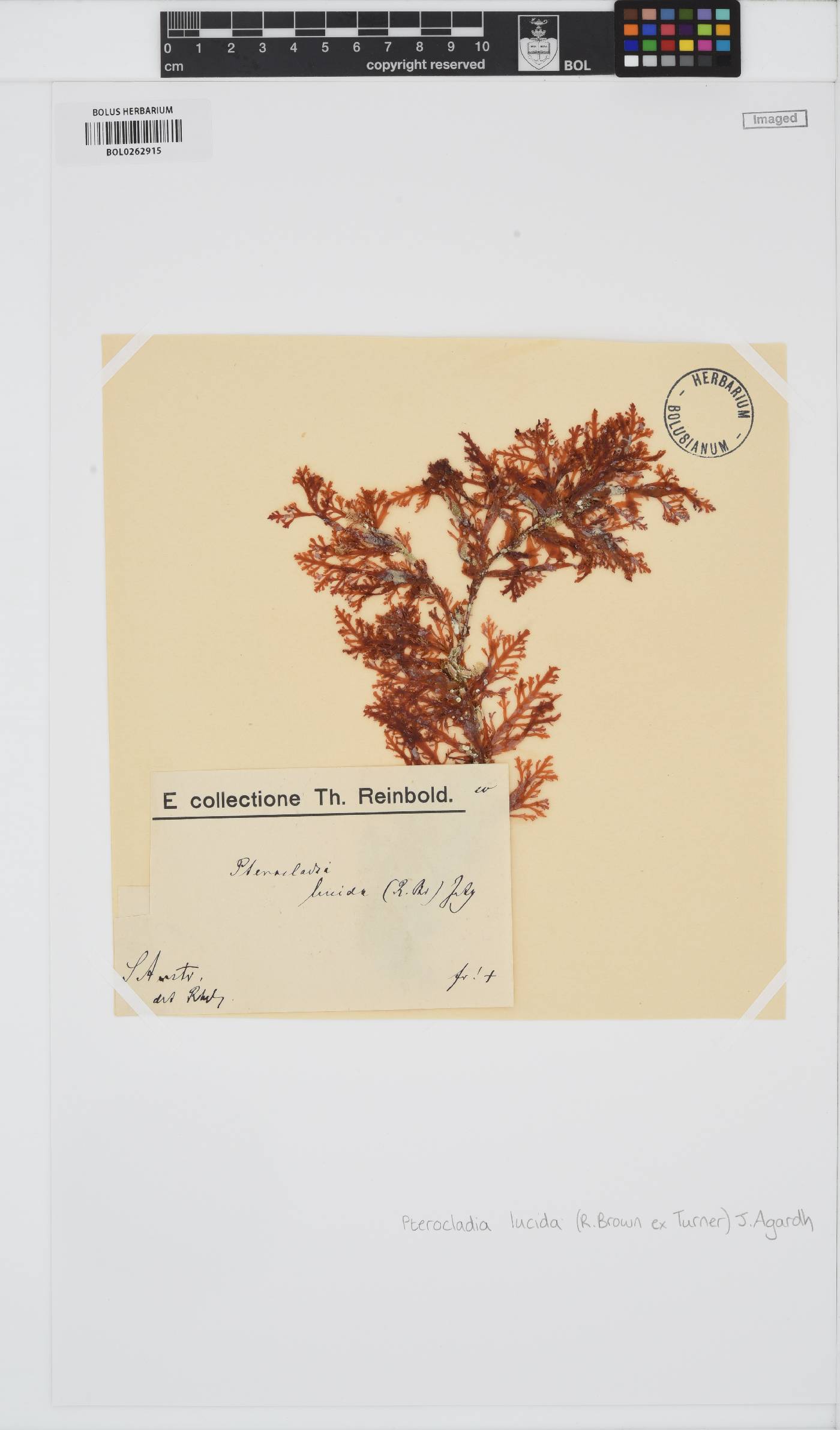 Pterocladia image
