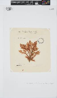 Pterocladia lucida image