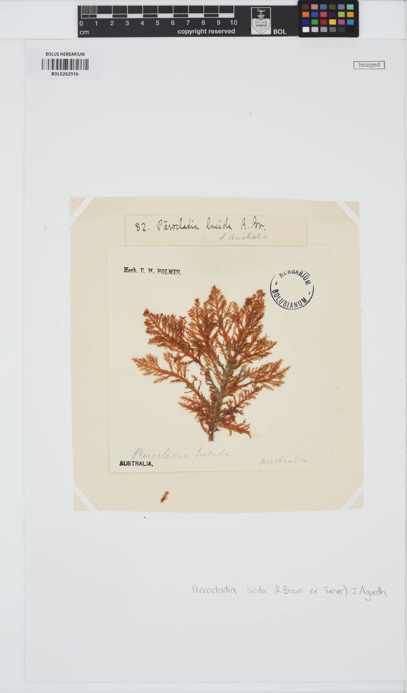 Pterocladia image