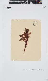 Pterocladia lucida image