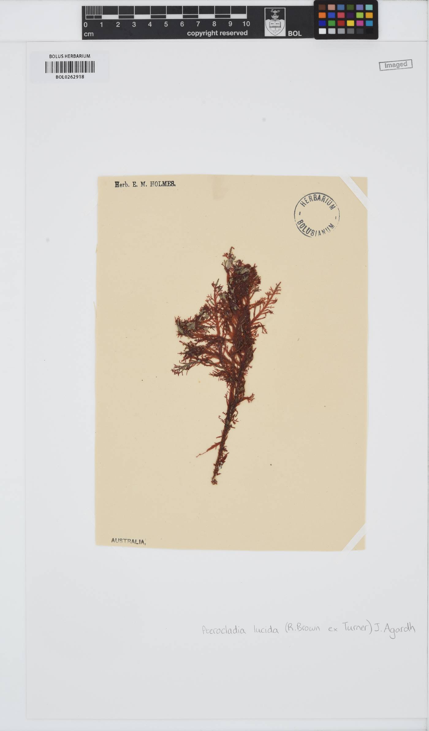 Pterocladia lucida image