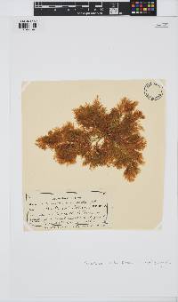 Pterocladia lucida image