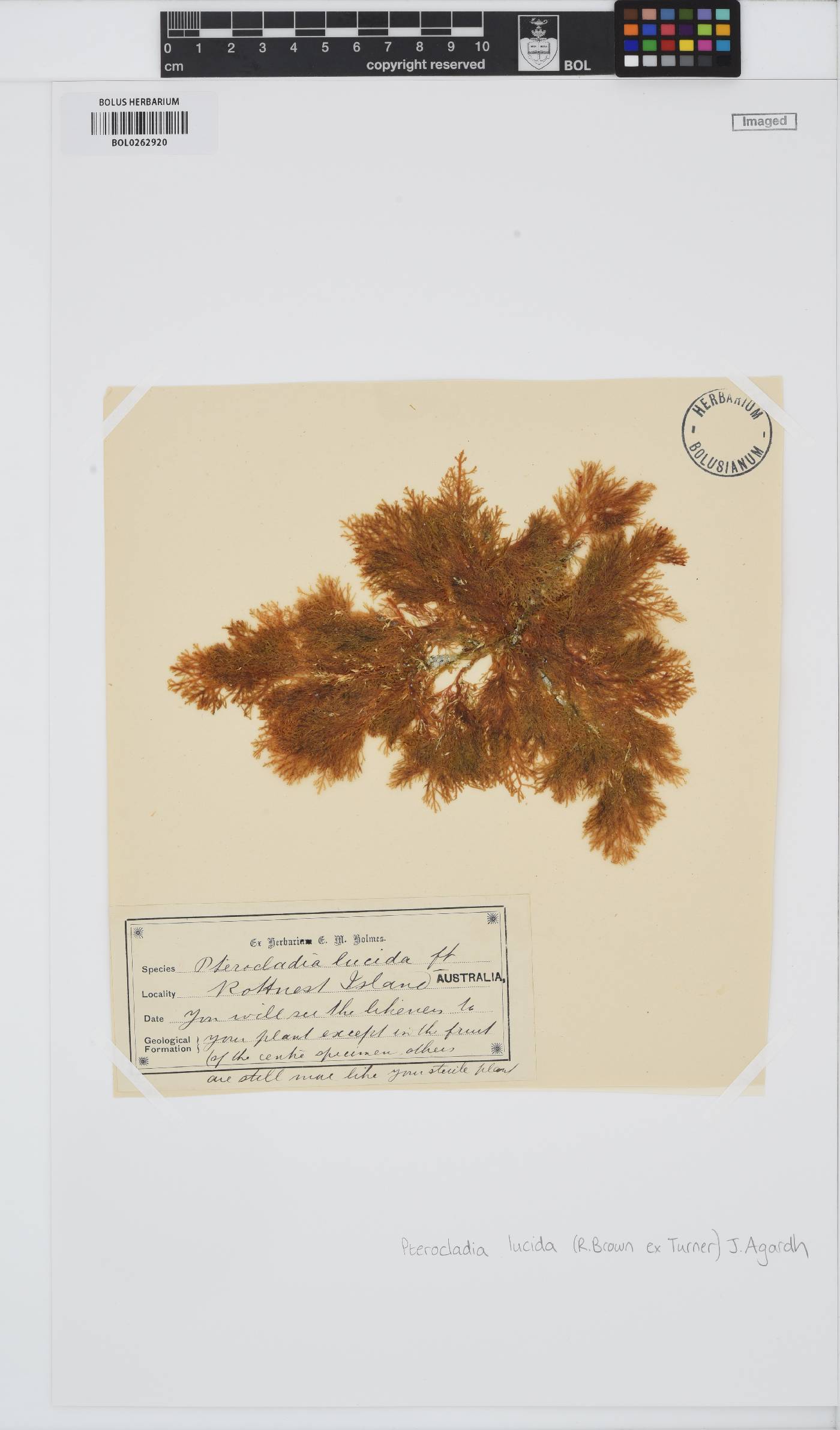 Pterocladia image