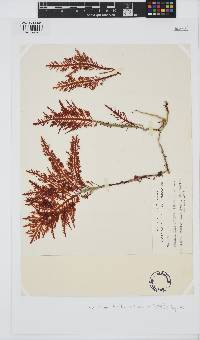 Pterocladia lucida image